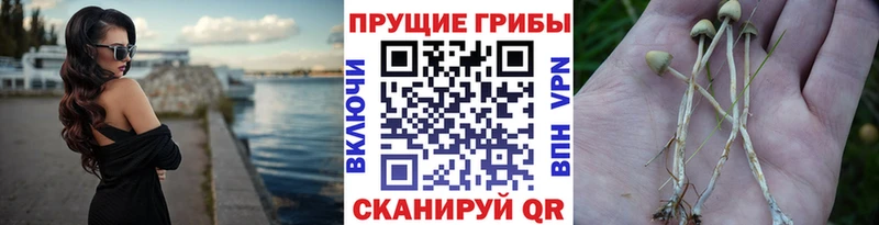 Галлюциногенные грибы прущие грибы  МЕГА рабочий сайт  Сертолово 
